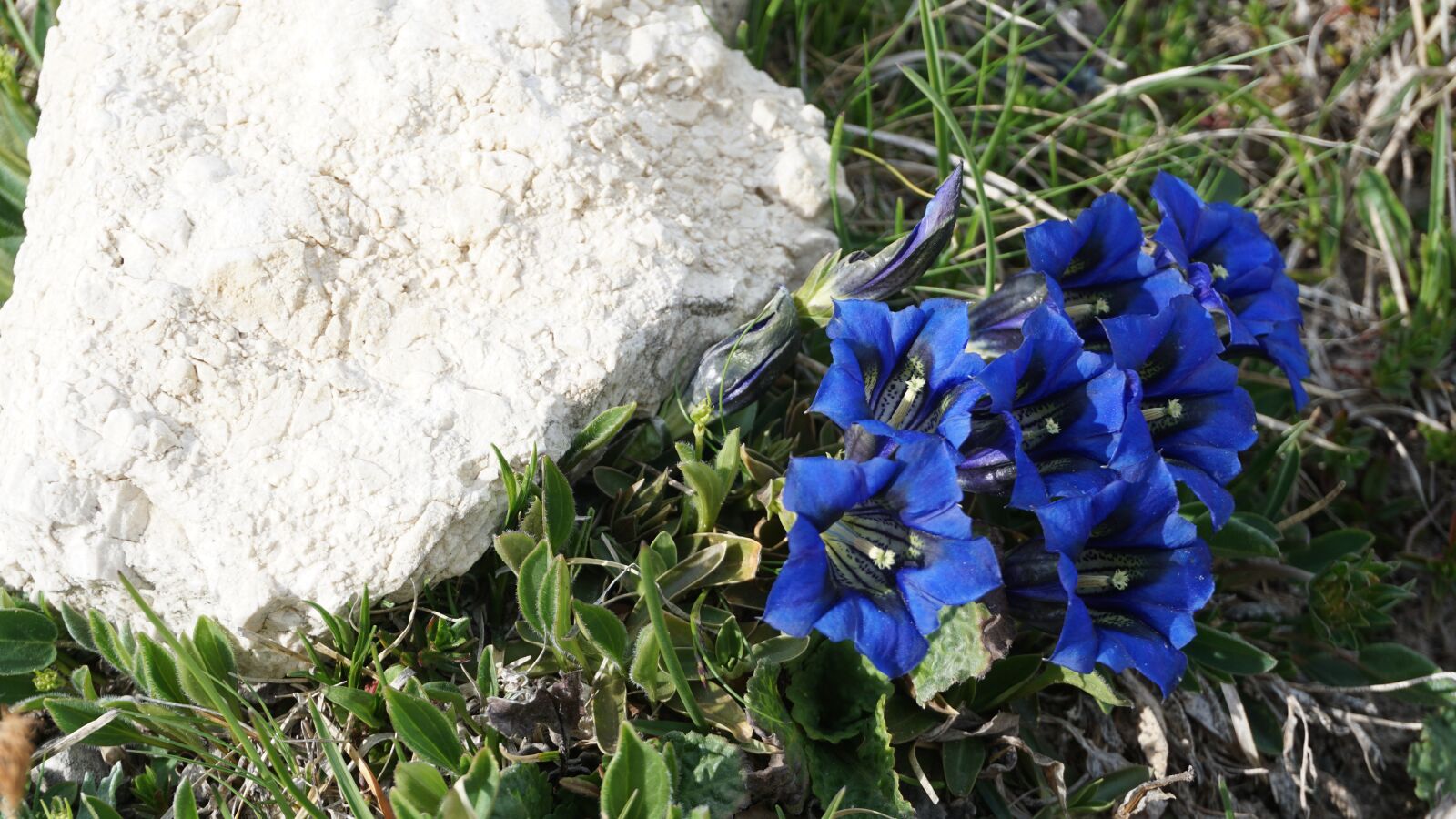 Sony a6000 sample photo. Blue, alpine, alpine flower photography