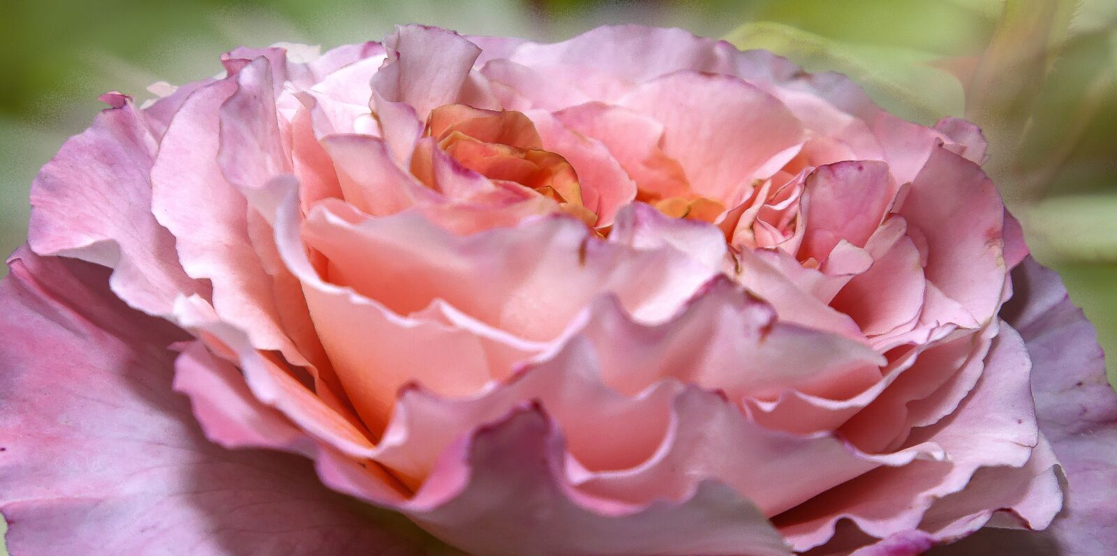 Canon EOS 50D + Canon EF 24-105mm F4L IS USM sample photo. Rose, flower, blossom photography