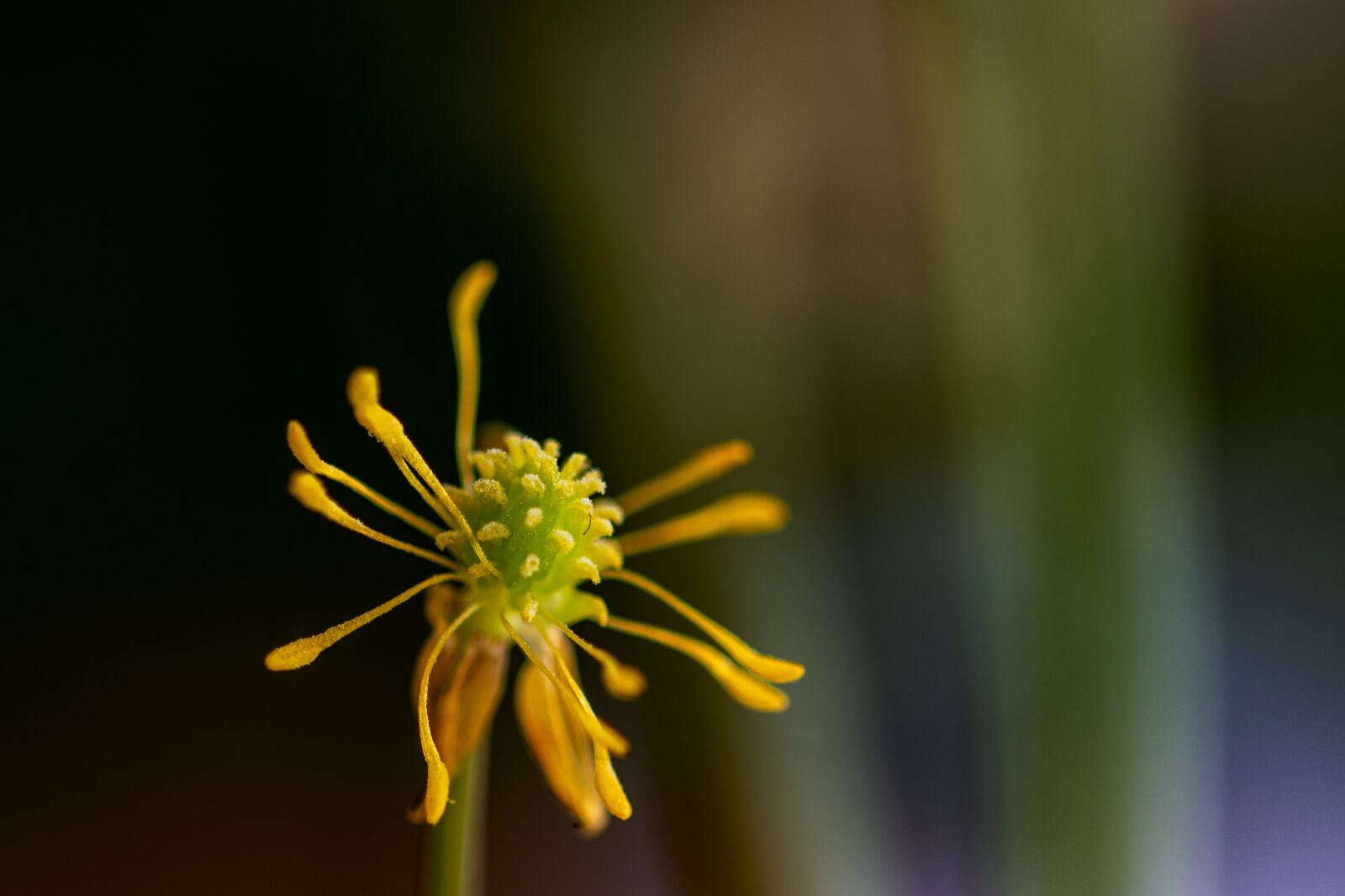 Nikon D7100 sample photo. Flower, odkvitnutie, spring photography