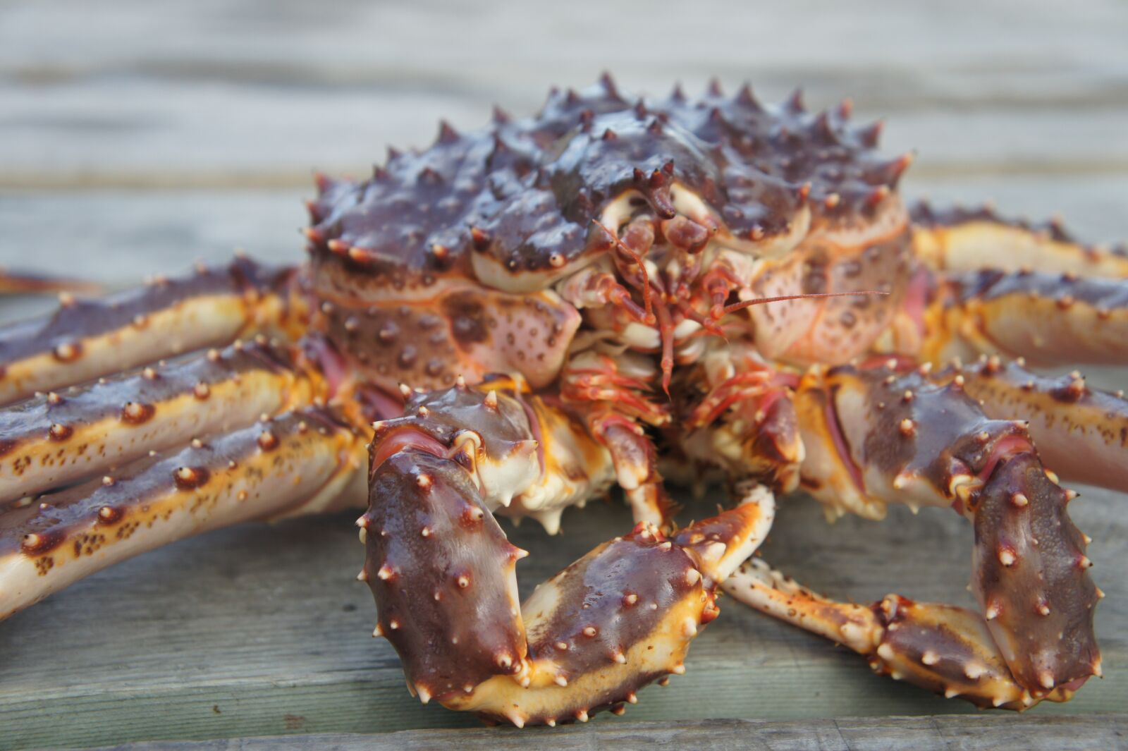 Sony Alpha NEX-5 + Sony E 18-55mm F3.5-5.6 OSS sample photo. Crab, norway, fjords photography