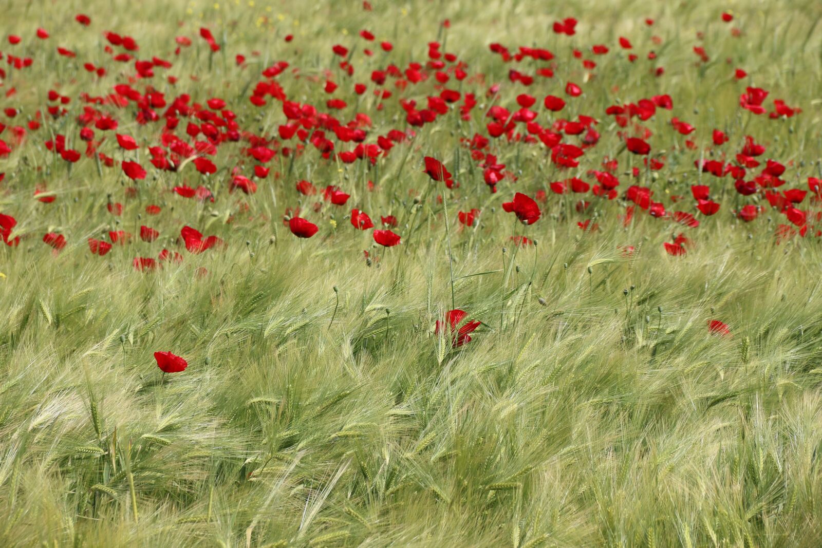 Canon EF-S 18-135mm F3.5-5.6 IS sample photo. Papaver rhoeas, flower, plant photography