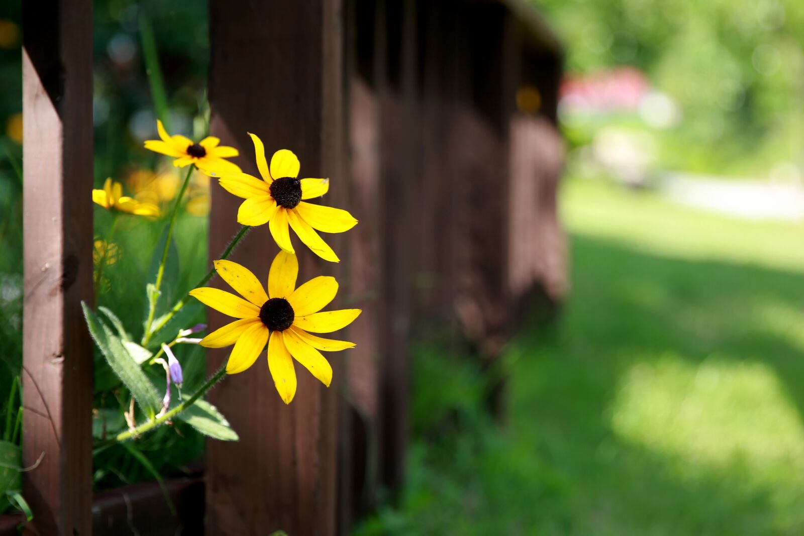 Canon EF 24-70mm F2.8L II USM sample photo. Yellow flower, flowers, wildflower photography