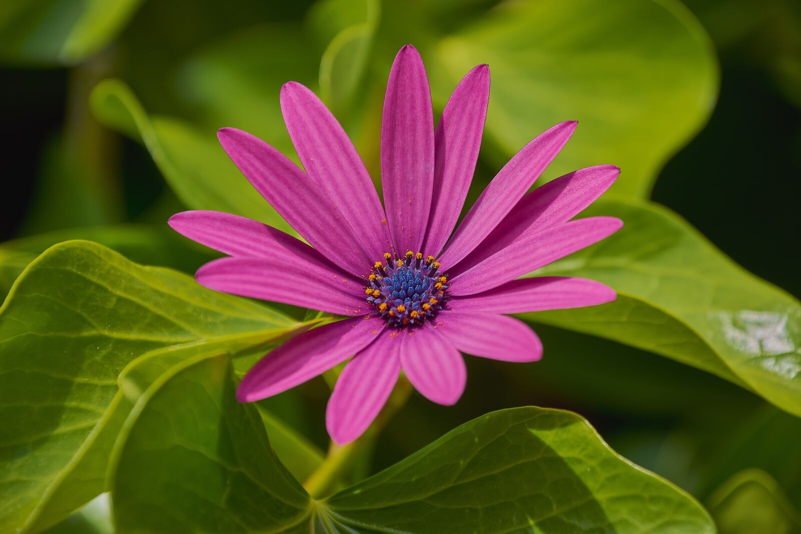 Nikon D7200 sample photo. Daisy, garden, beautiful photography