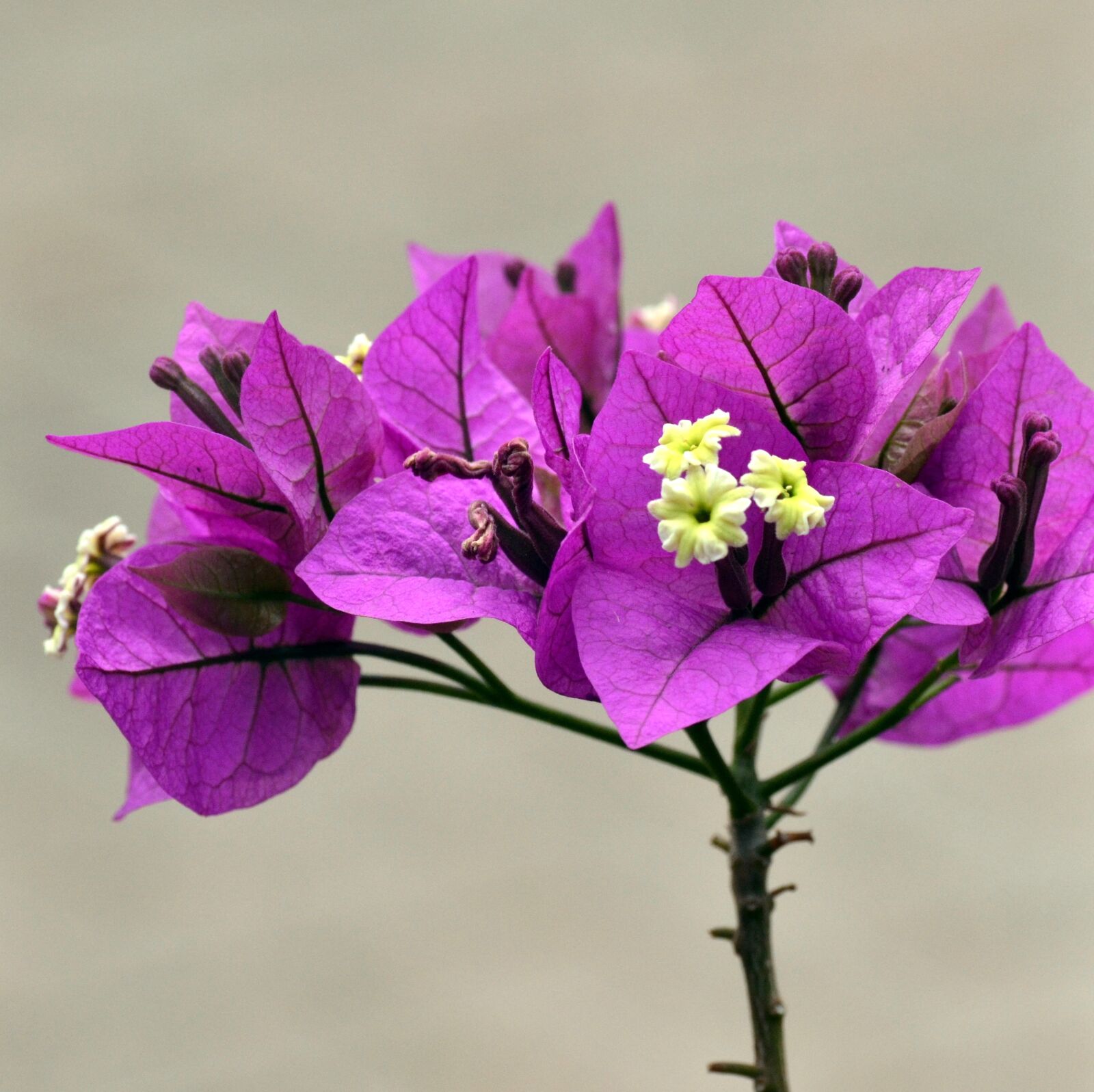 Nikon D3100 sample photo. Purple, bougainvilla, spring photography