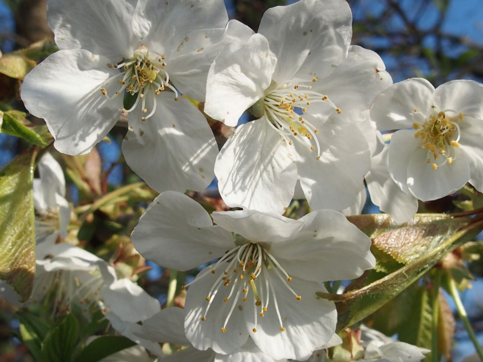 Olympus STYLUS1,1s sample photo. Spring, cherry blossom, white photography