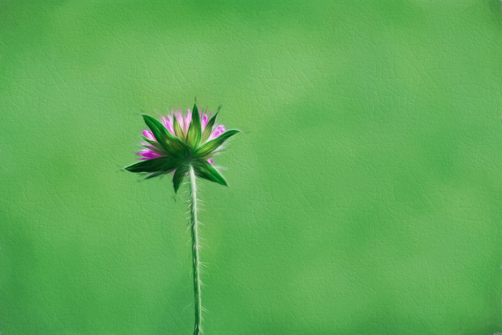 Nikon D7100 sample photo. Flower, pointed flower, individually photography