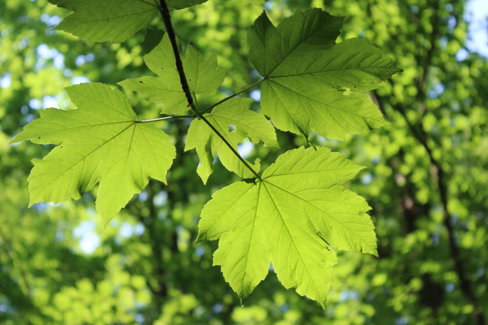 Canon EOS 1300D (EOS Rebel T6 / EOS Kiss X80) sample photo. Leaf, leaves, shadow photography