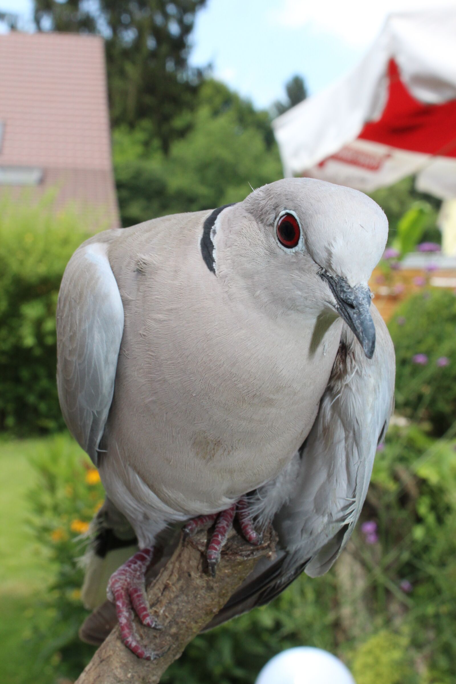 Canon EOS 1200D (EOS Rebel T5 / EOS Kiss X70 / EOS Hi) sample photo. Dove, bird, animal photography