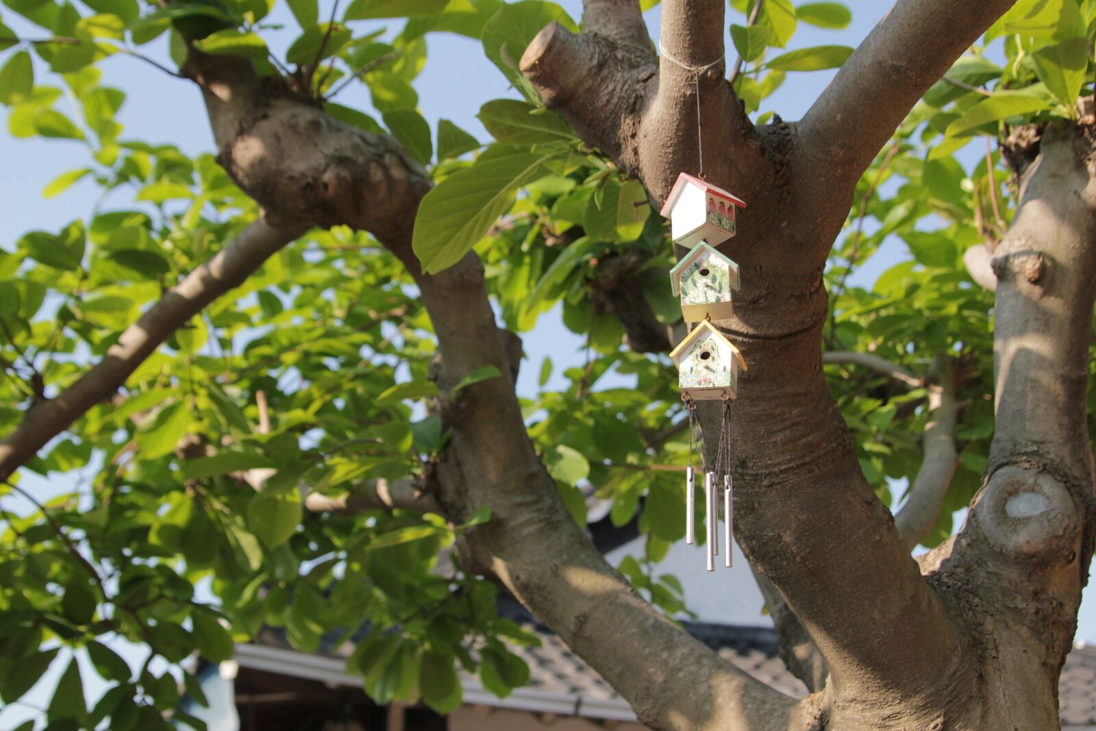 Canon EOS 550D (EOS Rebel T2i / EOS Kiss X4) sample photo. New home, spring, wood photography