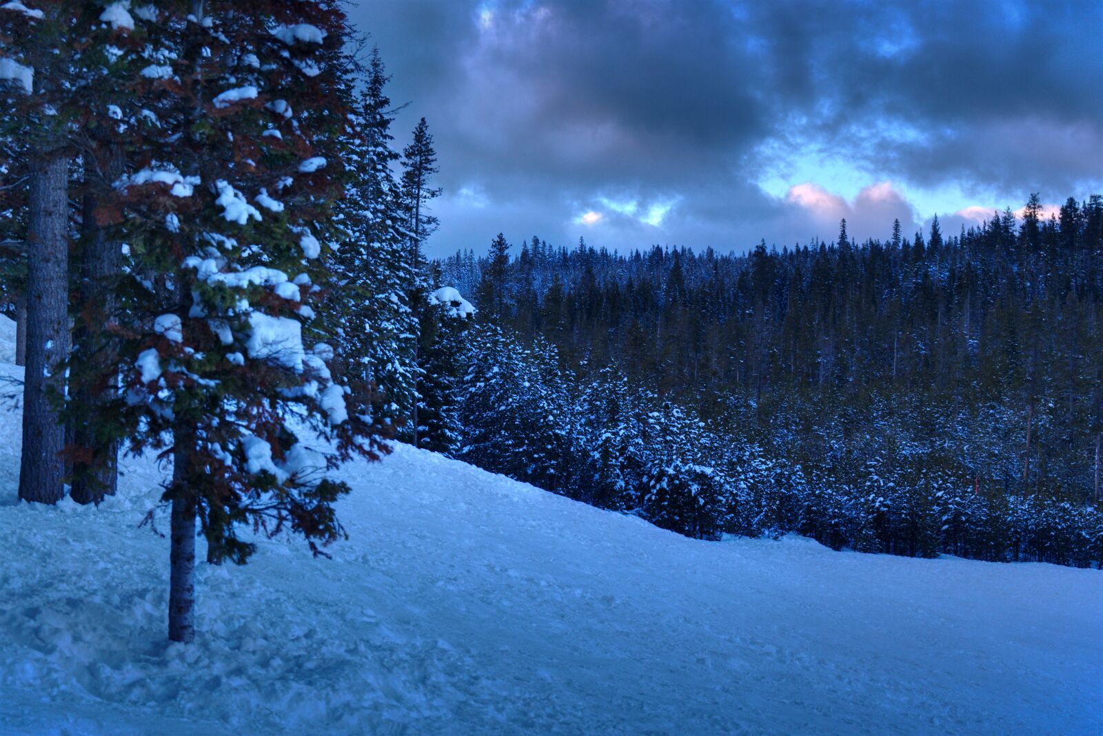 Sony a7 sample photo. Forest, snow, oregon photography