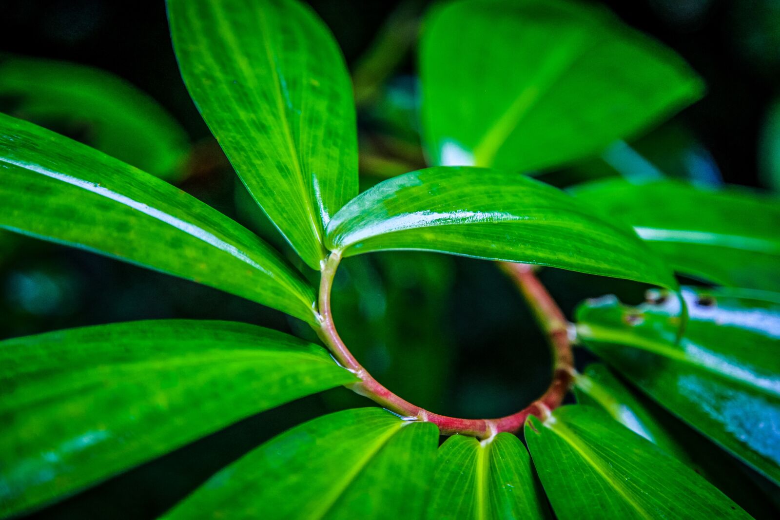 Canon EOS 6D sample photo. The leaves, green, macro photography