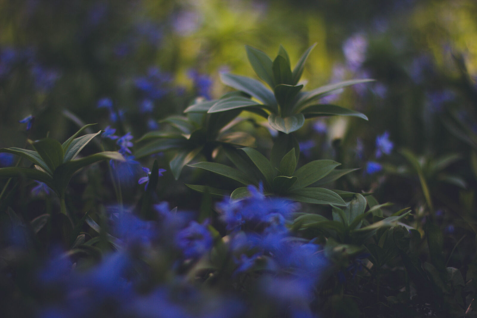 Canon EOS 600D (Rebel EOS T3i / EOS Kiss X5) + Canon EF 50mm F1.4 USM sample photo. Blue, flowering, green, plaant photography