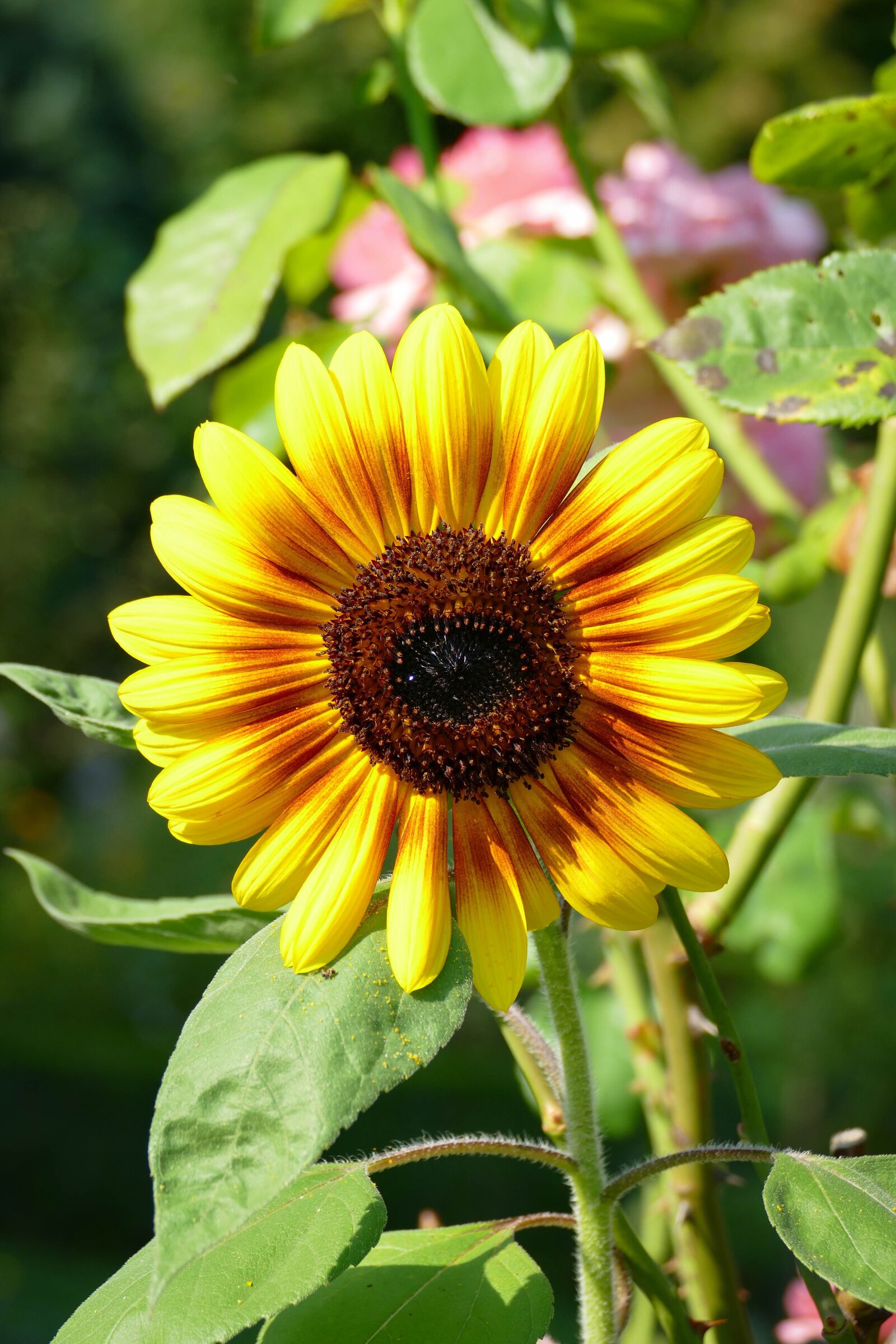 Panasonic Lumix DMC-FZ1000 sample photo. Sunflower, flowers, summer photography