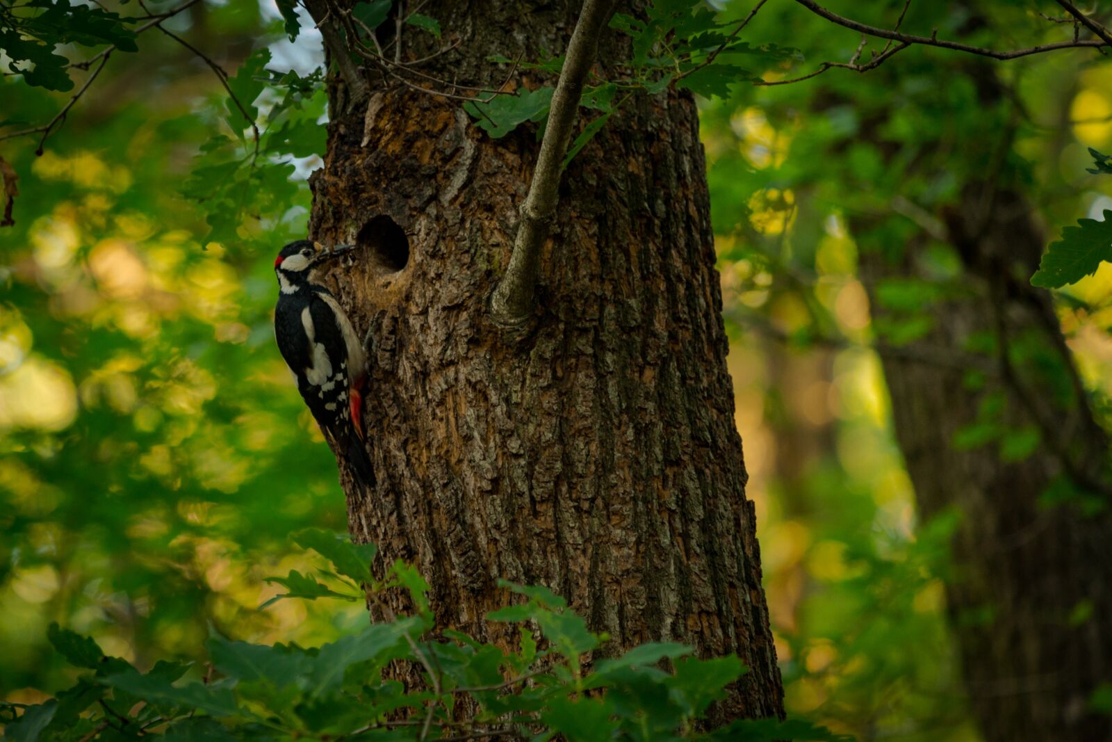 Canon EOS 6D Mark II sample photo. Woodpecker, forest, nature photography