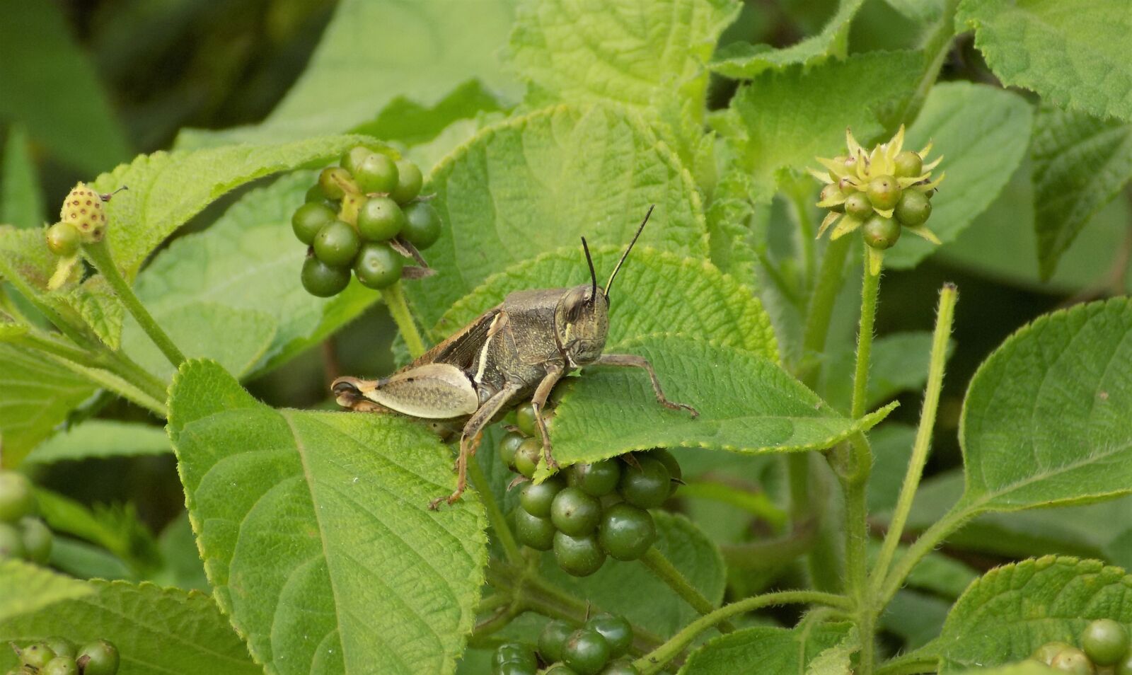 Nikon COOLPIX L340 sample photo. Grasshopper, insect, berries photography