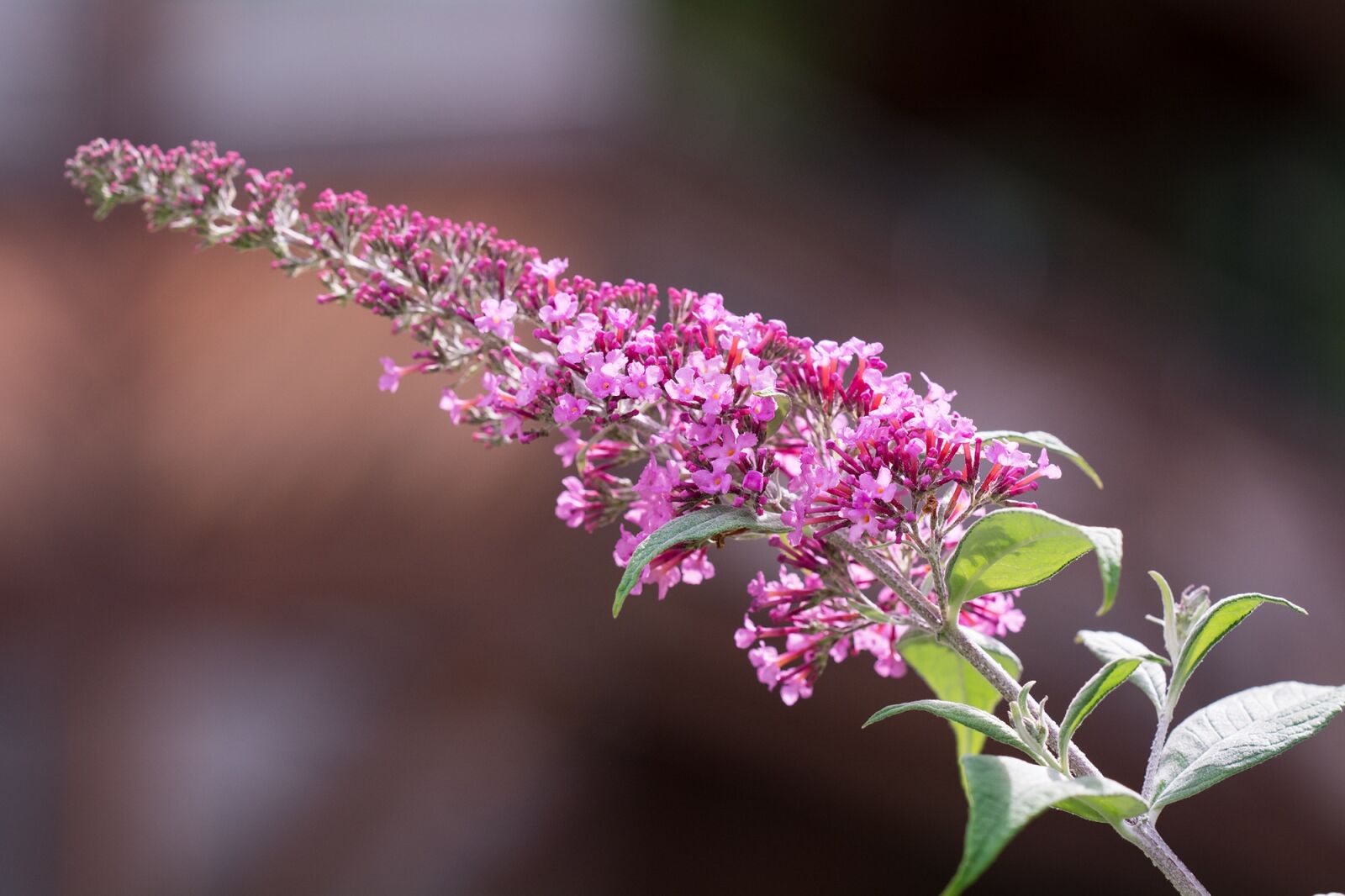 Nikon D7100 sample photo. Lilac, summer lilac, butterfly photography