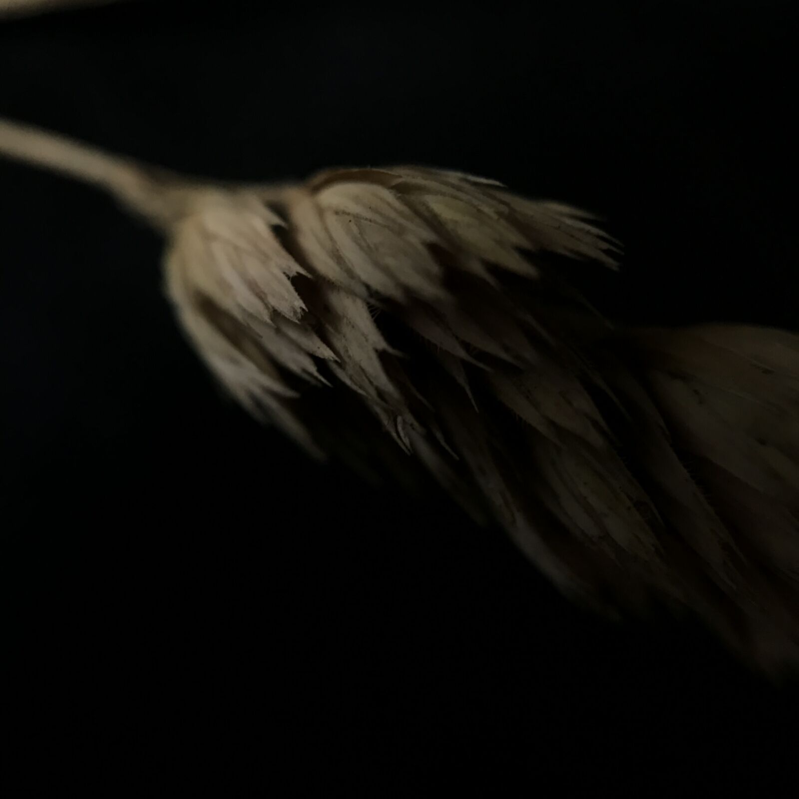 iPhone 7 Plus back dual camera 3.99mm f/1.8 sample photo. Black, wheat, nature photography