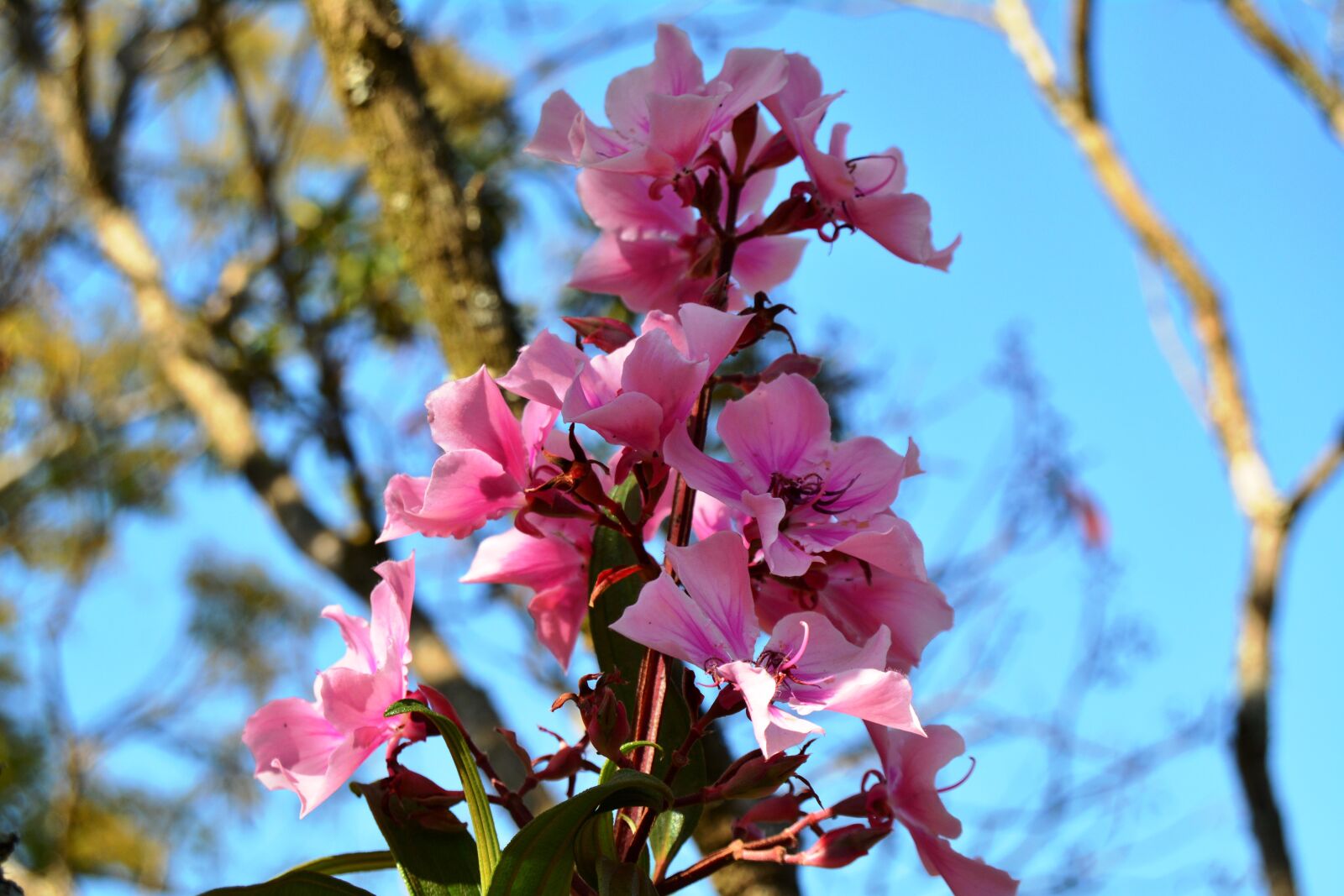 Nikon D5200 sample photo. Wild, flower, pink photography