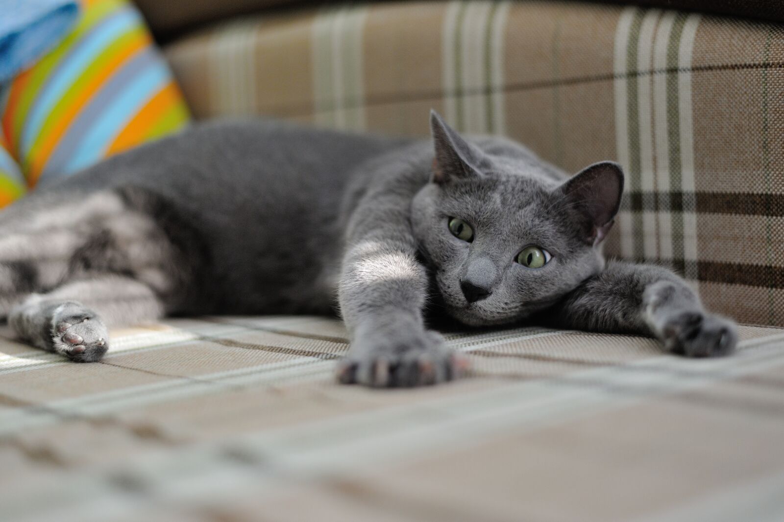 Nikon D700 sample photo. Cat, animal, pets photography