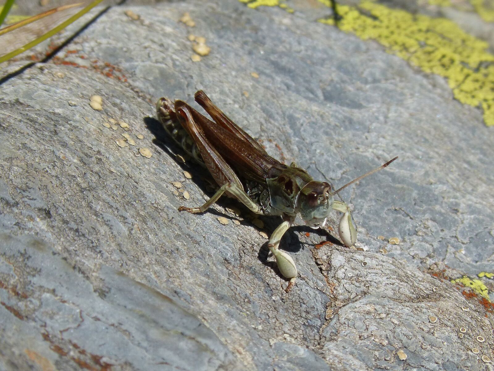 Panasonic DMC-FZ62 sample photo. Lobster, grasshopper, celifero photography