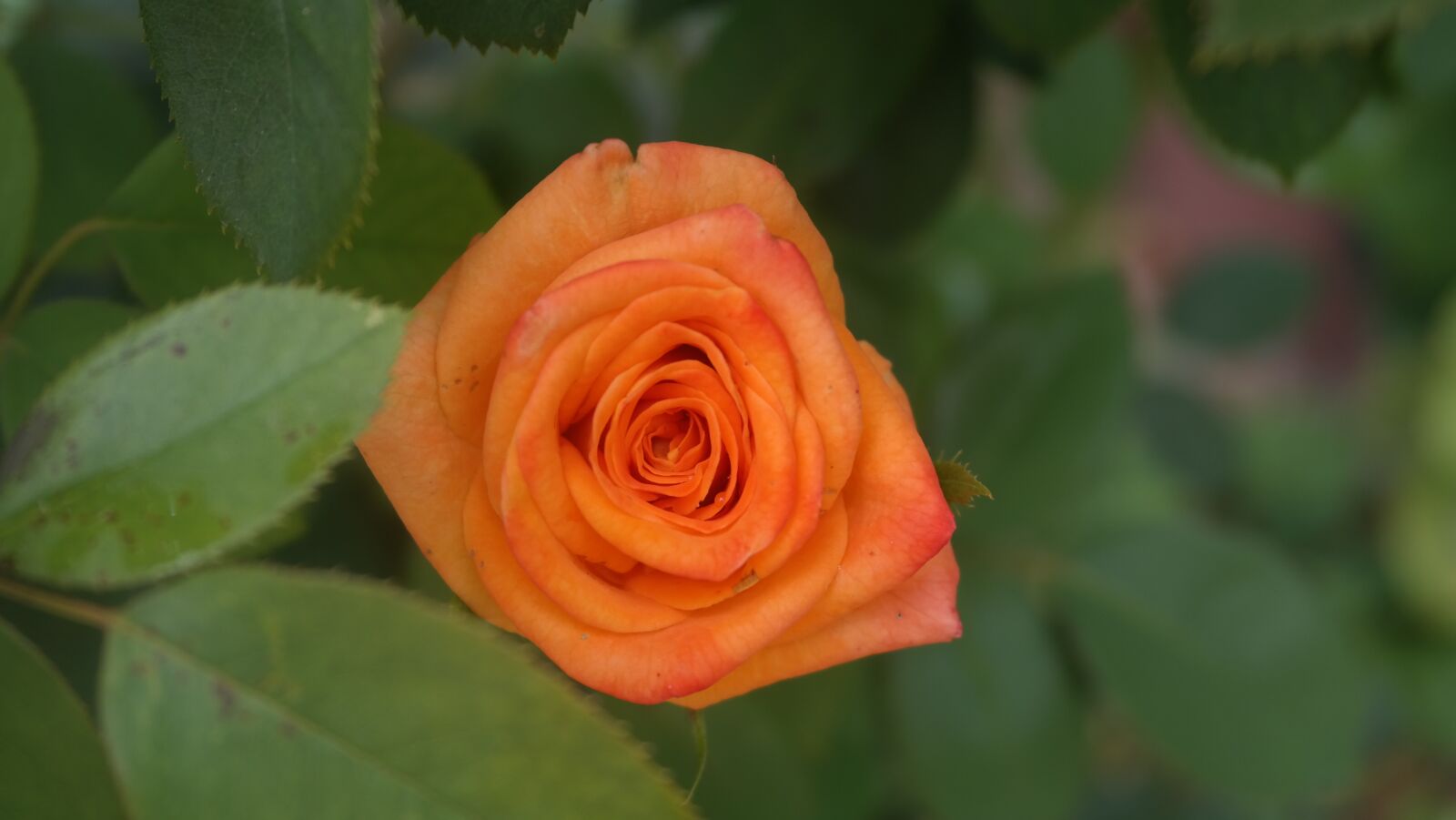 Samsung NX300 sample photo. Rose, flower, bright photography