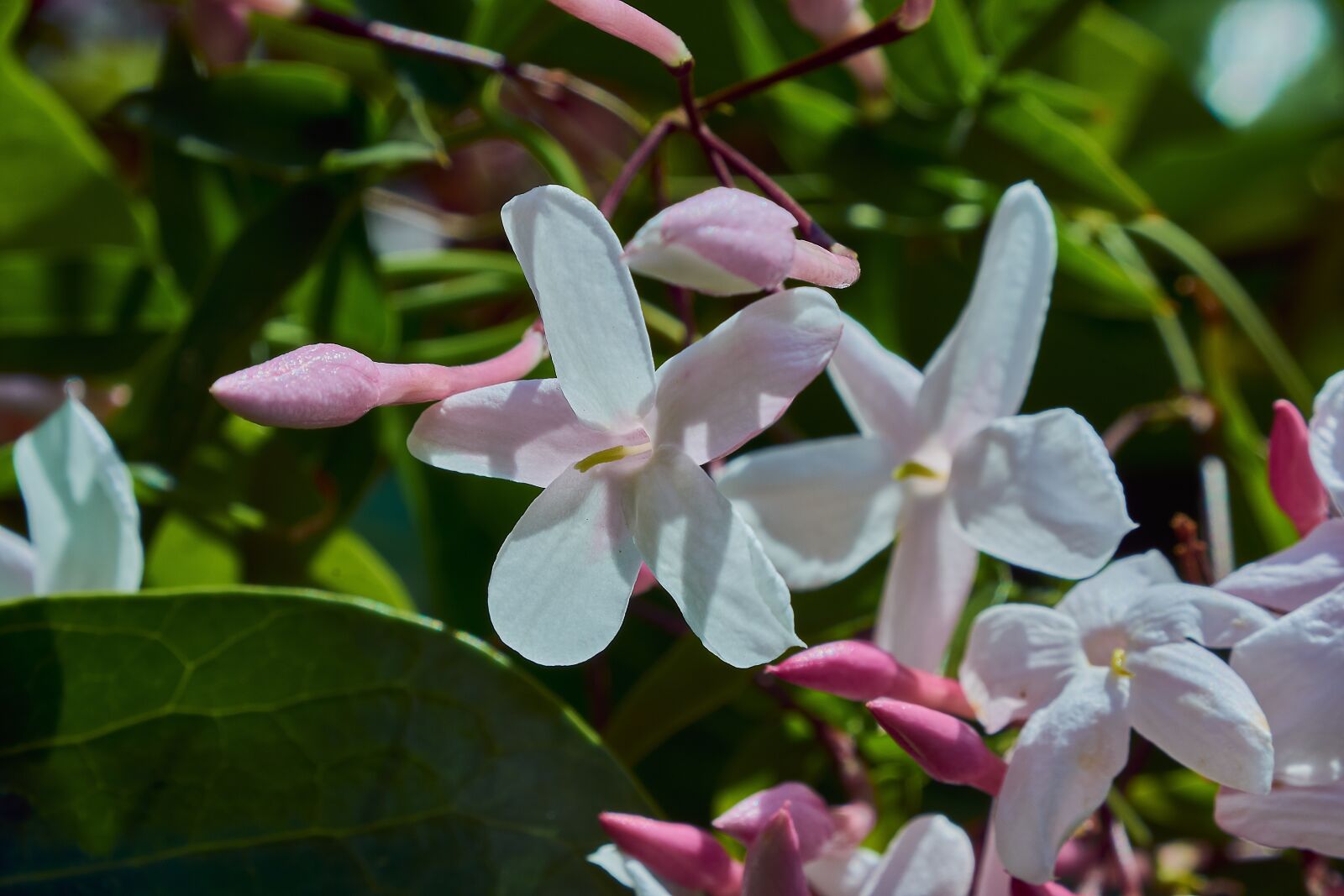 Nikon D7200 sample photo. Flowering, white, plant photography
