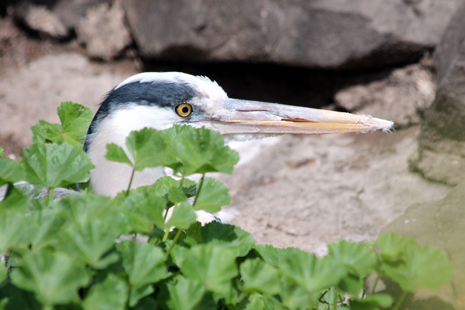 Canon EOS 650D (EOS Rebel T4i / EOS Kiss X6i) sample photo. Heron, bird, gray heron photography