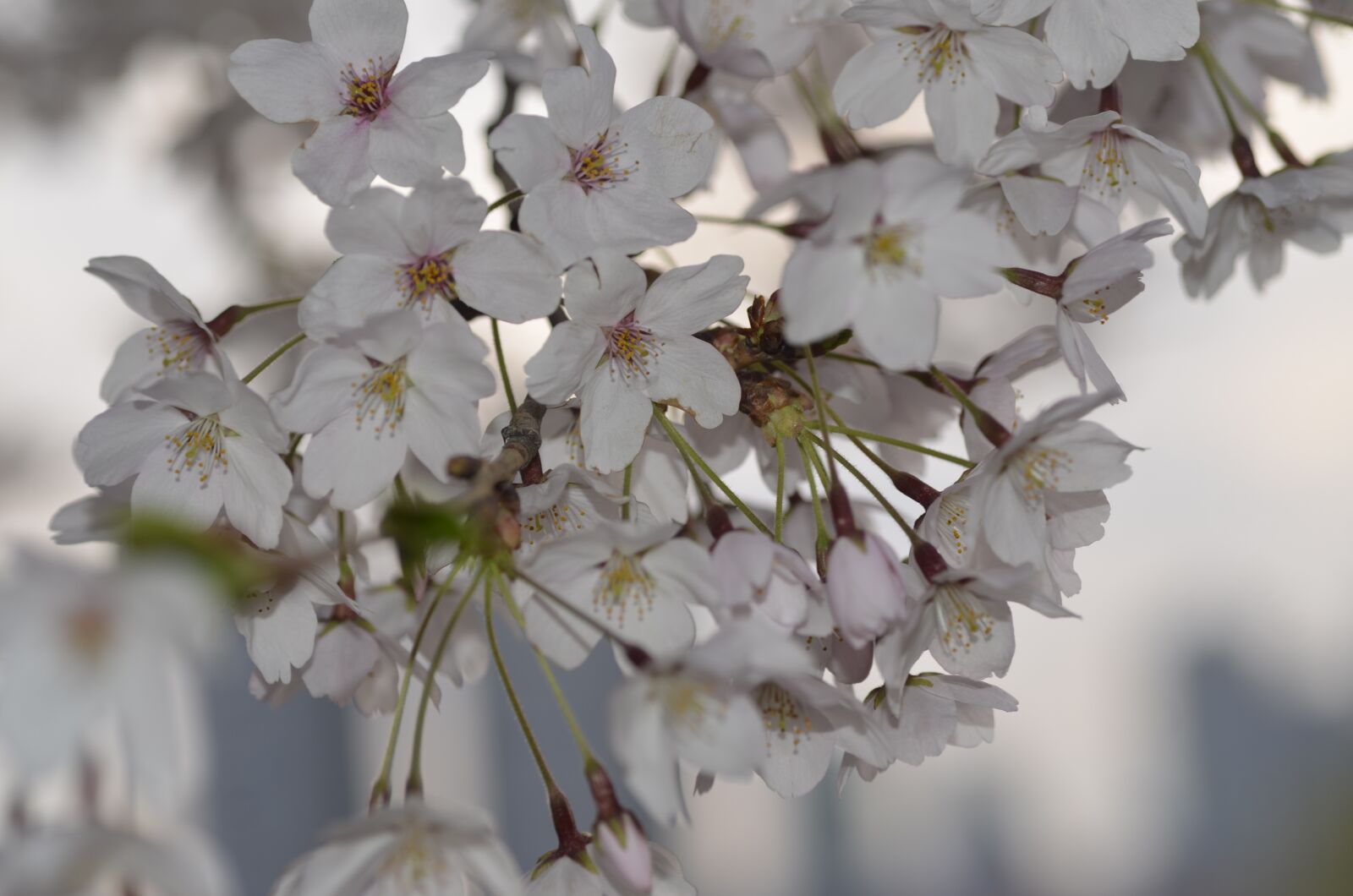 Nikon D7000 sample photo. Cherry blossom, flowers, spring photography