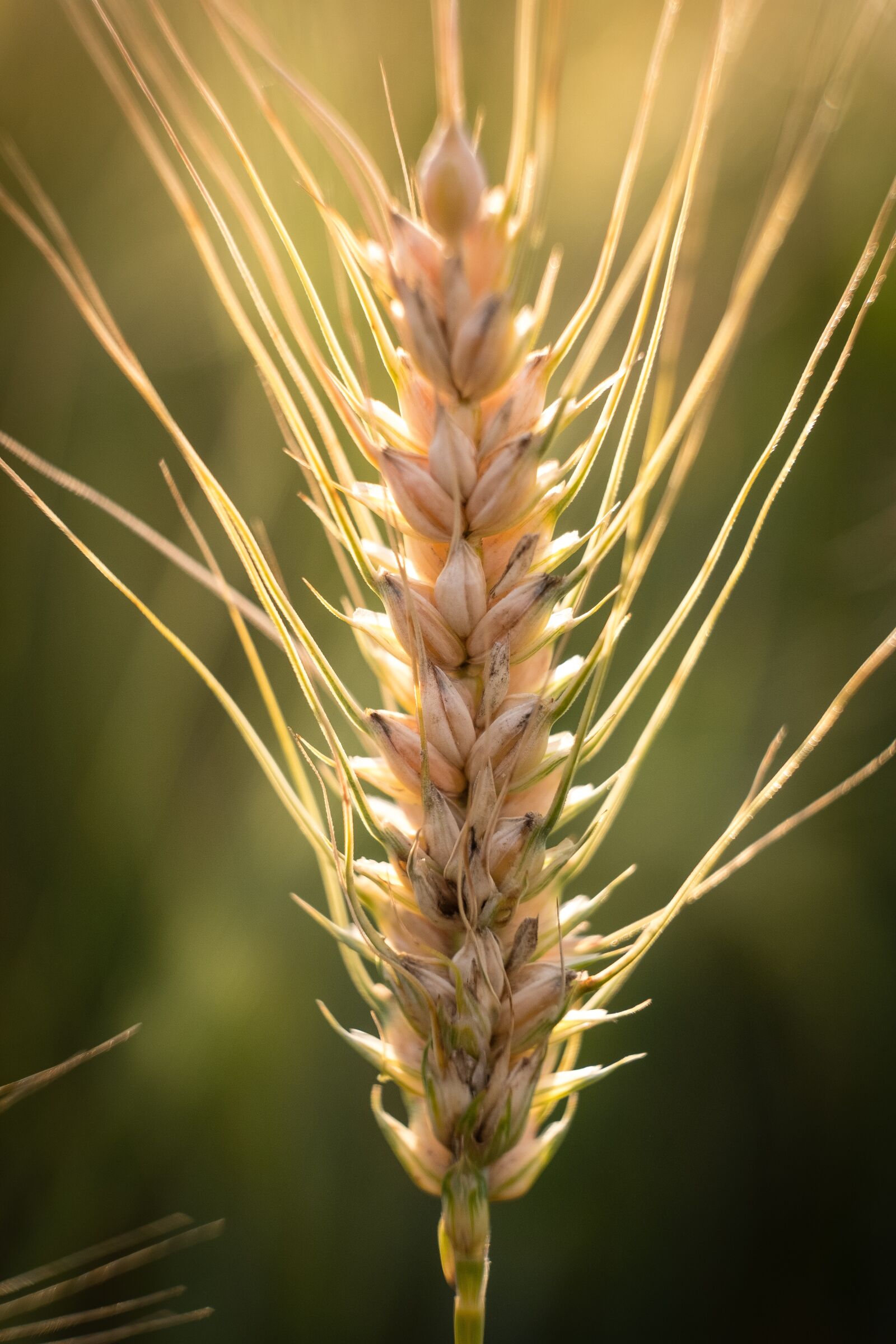 Fujifilm X-T2 sample photo. Barley, wheat, ear photography