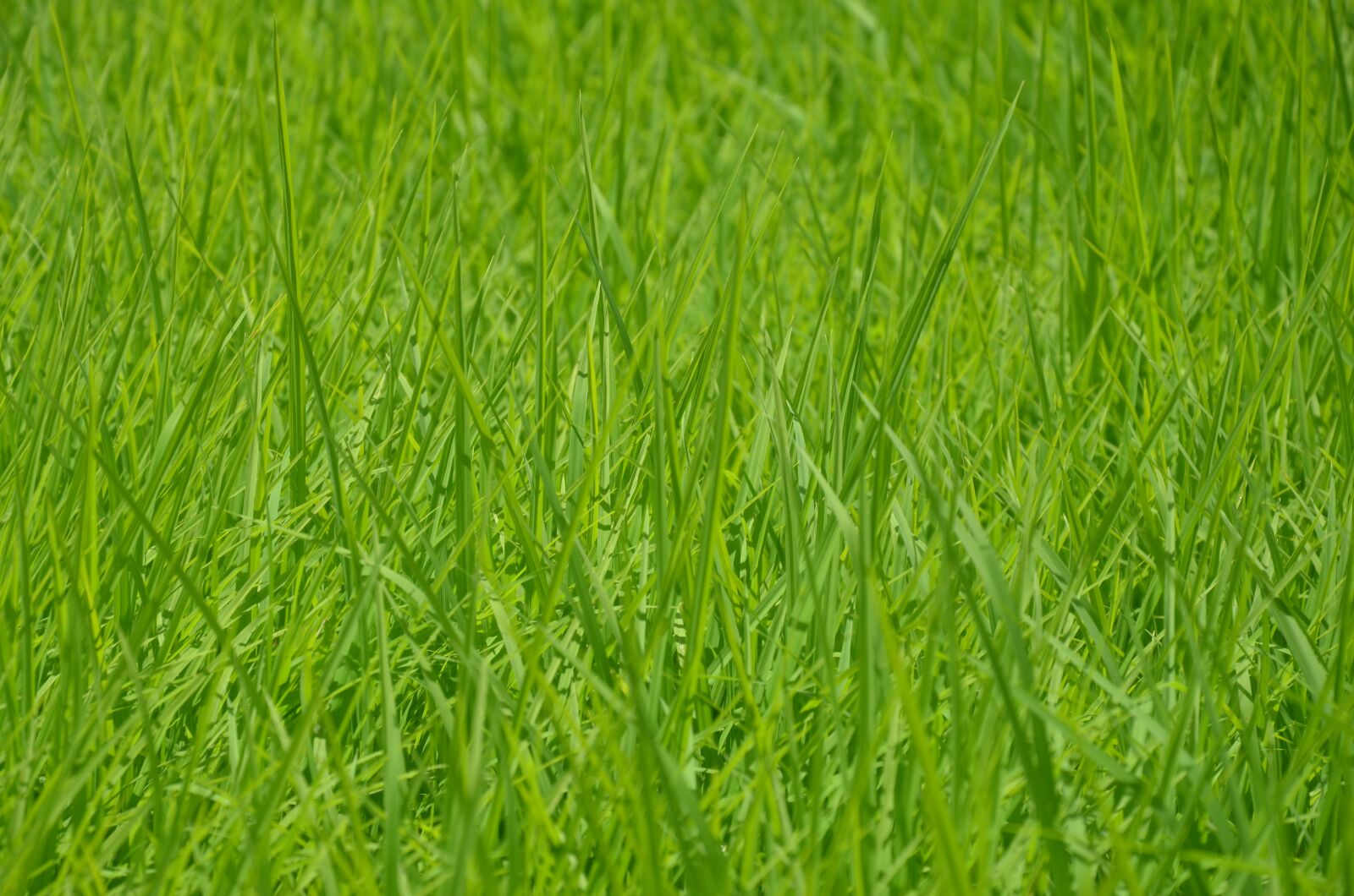 Nikon D7000 sample photo. Grass, grassland, meadow photography