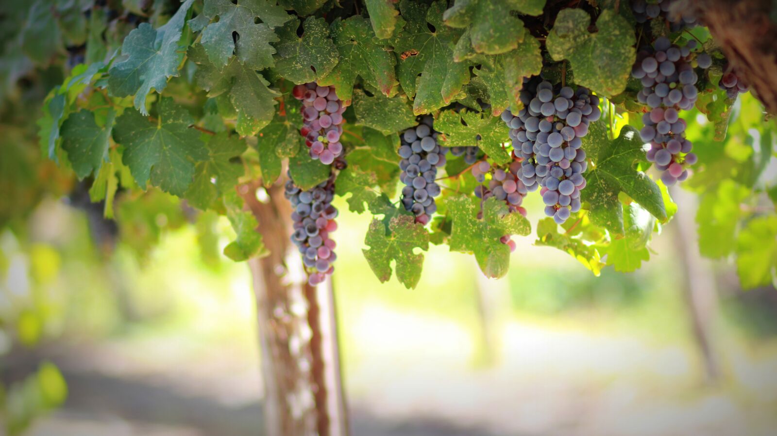 Canon EOS 550D (EOS Rebel T2i / EOS Kiss X4) sample photo. Grapes, fruit, food photography