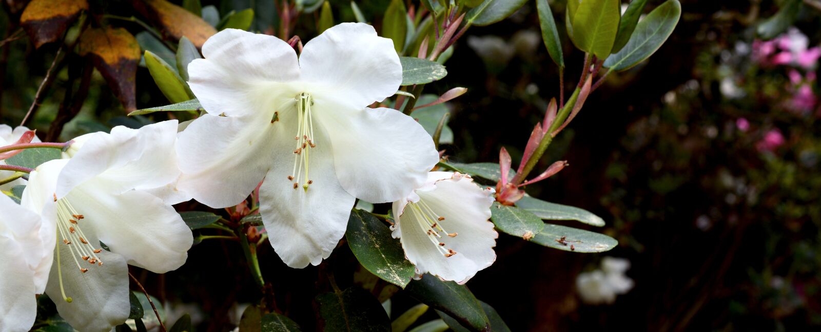 Nikon D7100 sample photo. Rhododendron, blossom, bloom photography