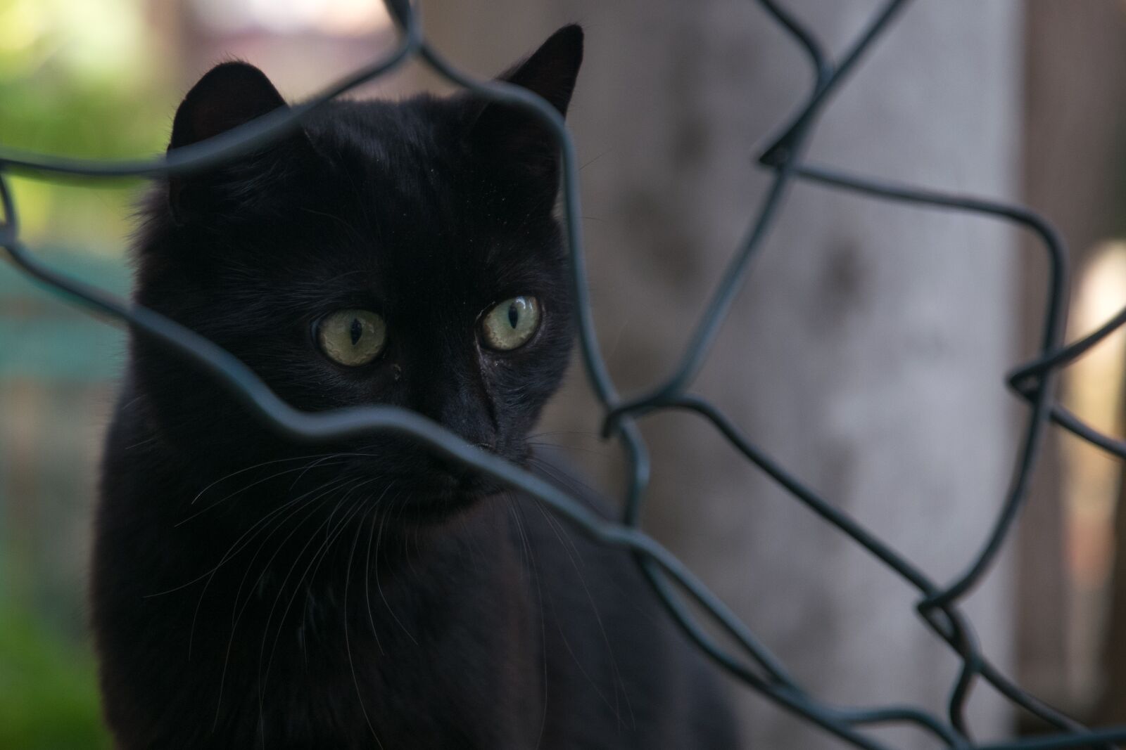 Nikon D5300 sample photo. Cat, city, grating photography