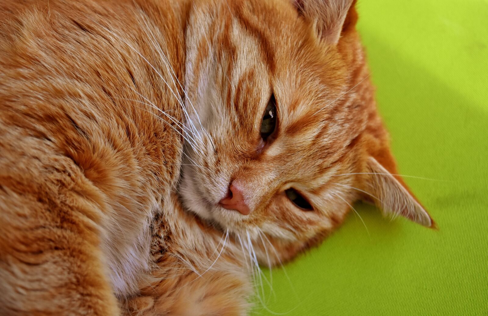 Nikon D7200 sample photo. Cat, mackerel, photograph photography