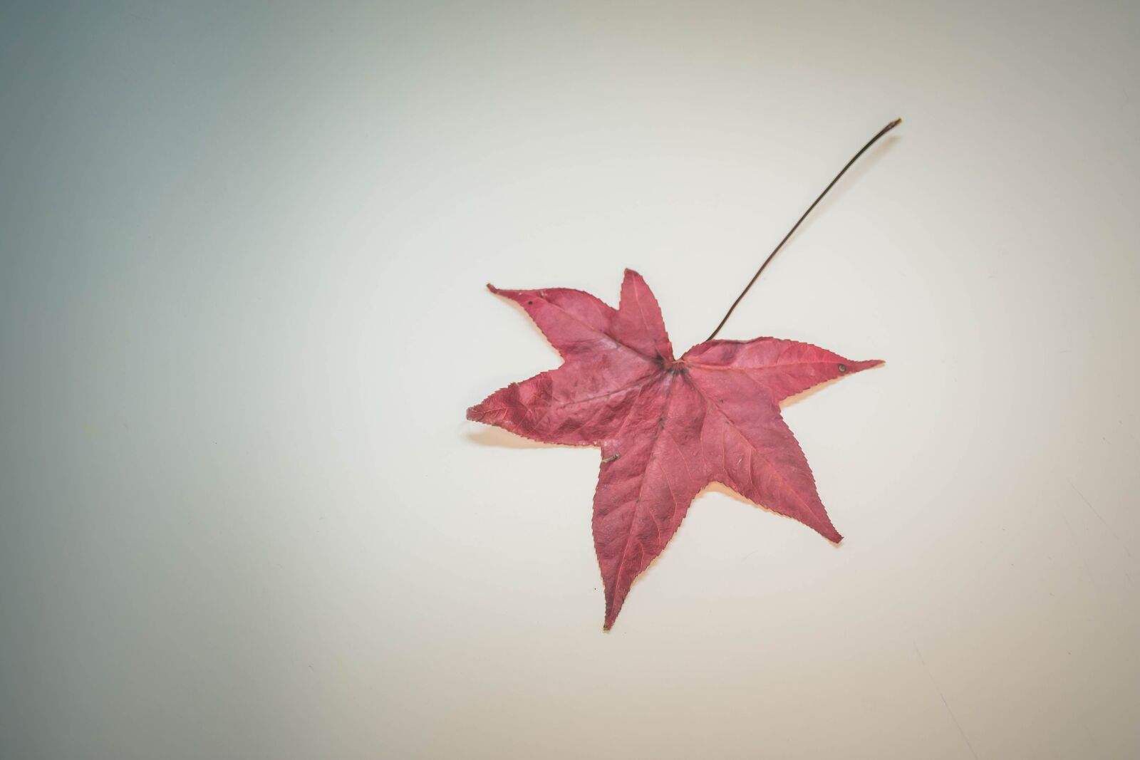Nikon D7200 sample photo. Leaves, colorful, autumn photography