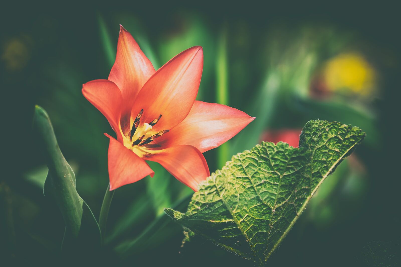 Fujifilm XF 55-200mm F3.5-4.8 R LM OIS sample photo. Tulip, red, red tulip photography