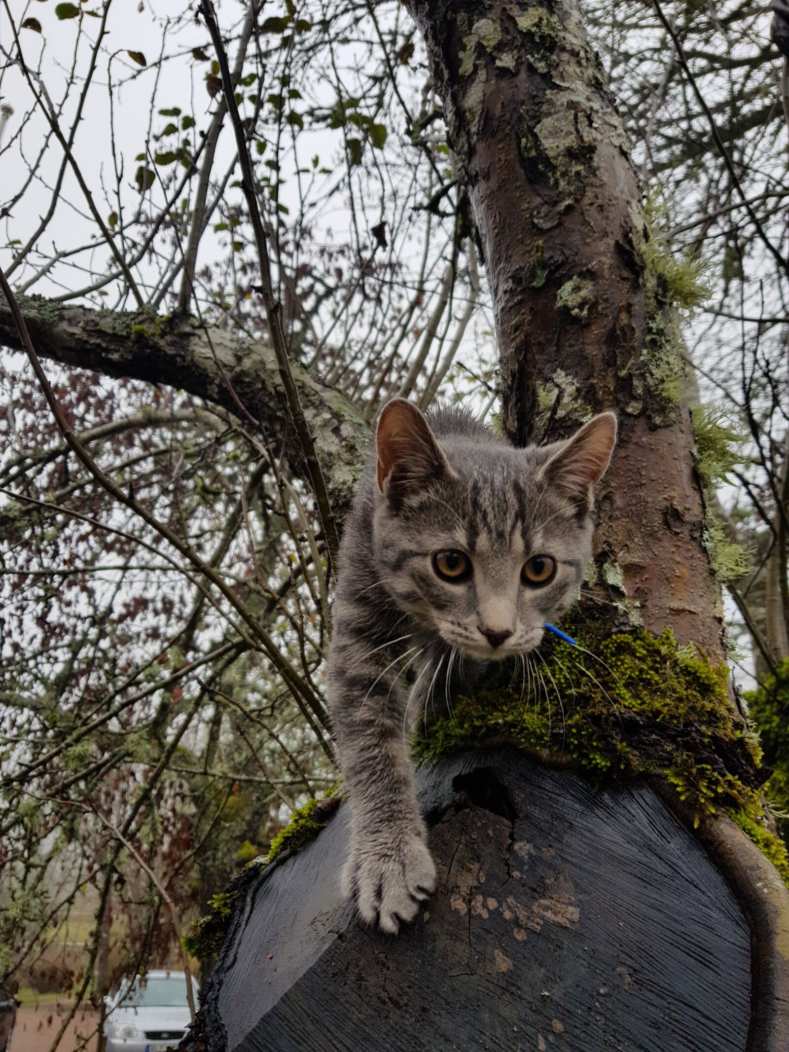 Samsung Galaxy S8 sample photo. Cat, climbs, tree photography