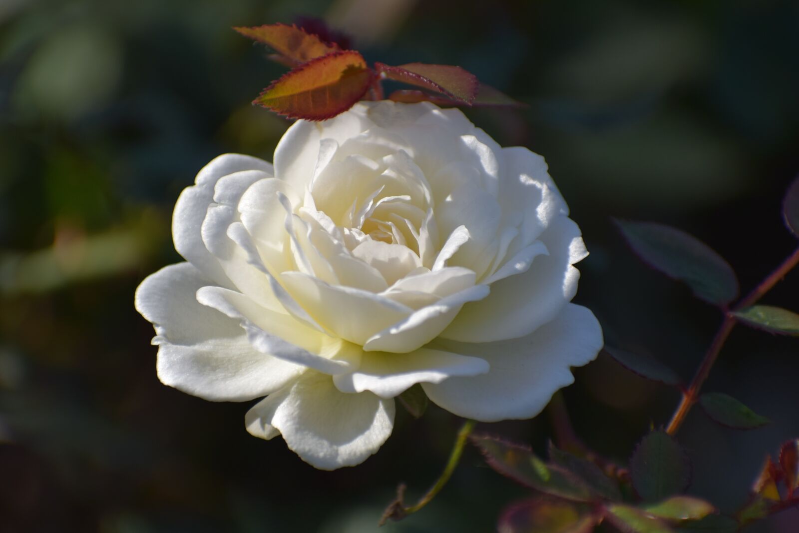 Nikon D3300 sample photo. Rose, flower, nature photography