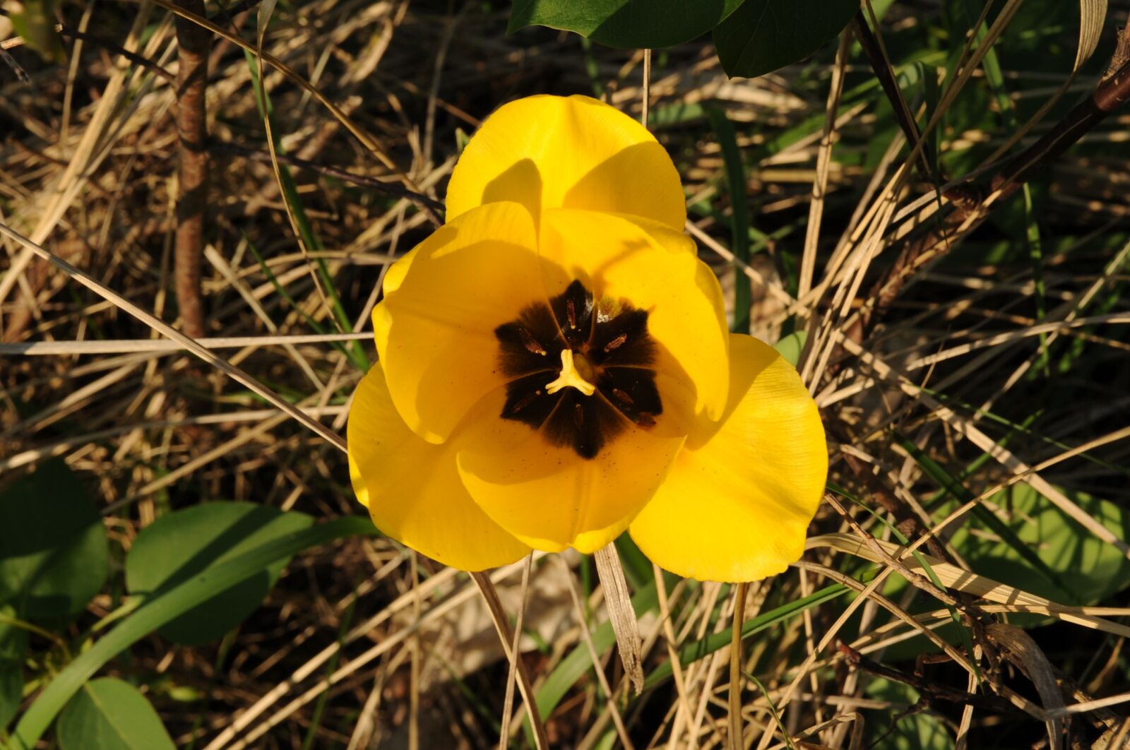 Nikon D700 sample photo. Pansy, yellow, blossom photography