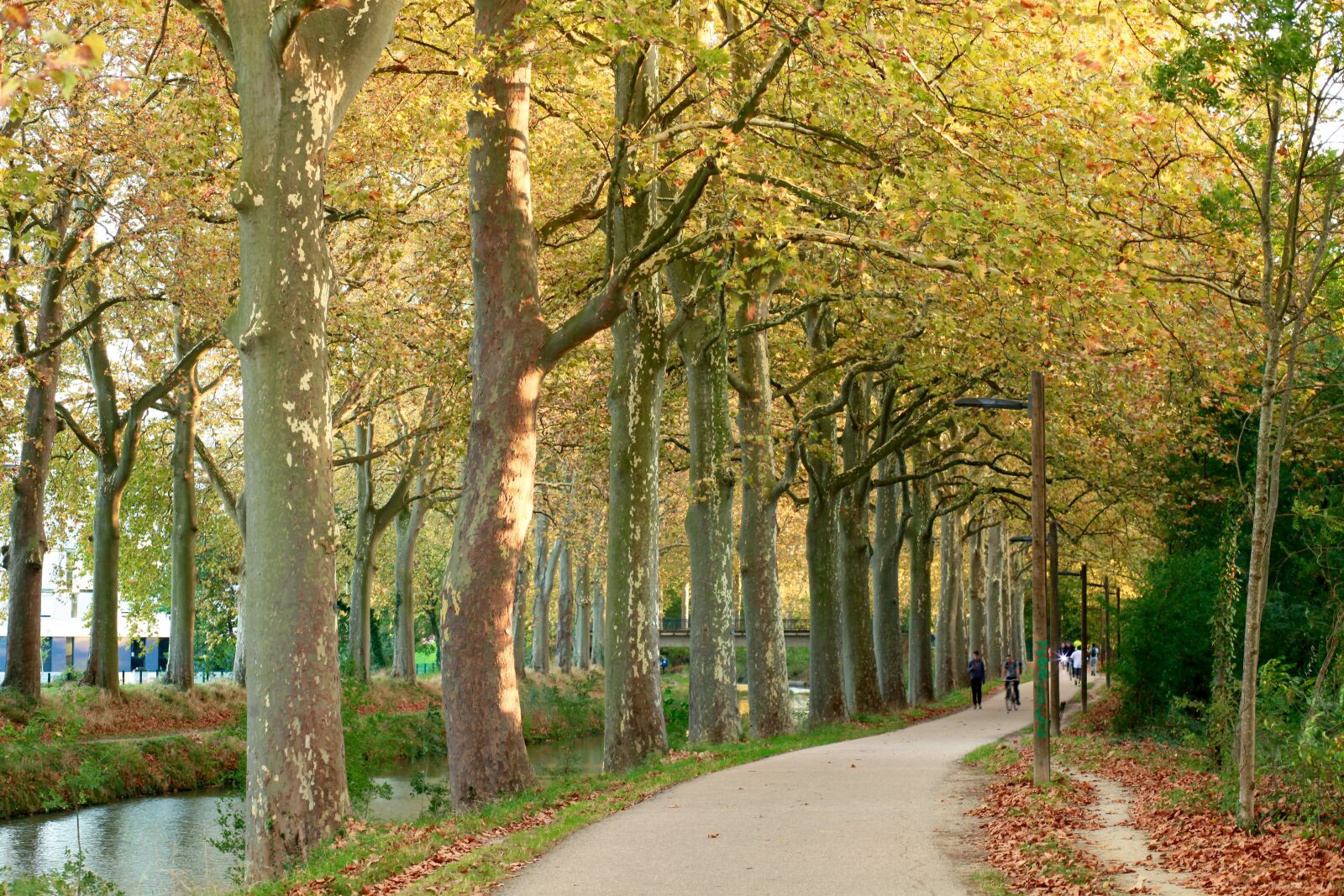 Canon EOS 5D Mark II sample photo. Canaldumidi, toulouse, nature photography