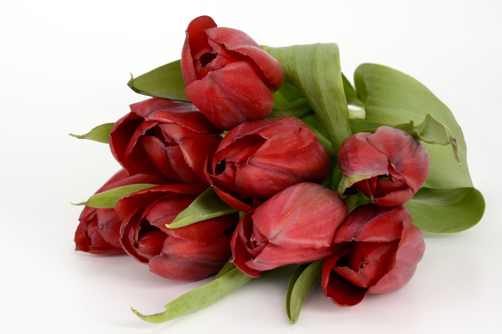Nikon D7100 sample photo. Tulips, flowers, spring photography