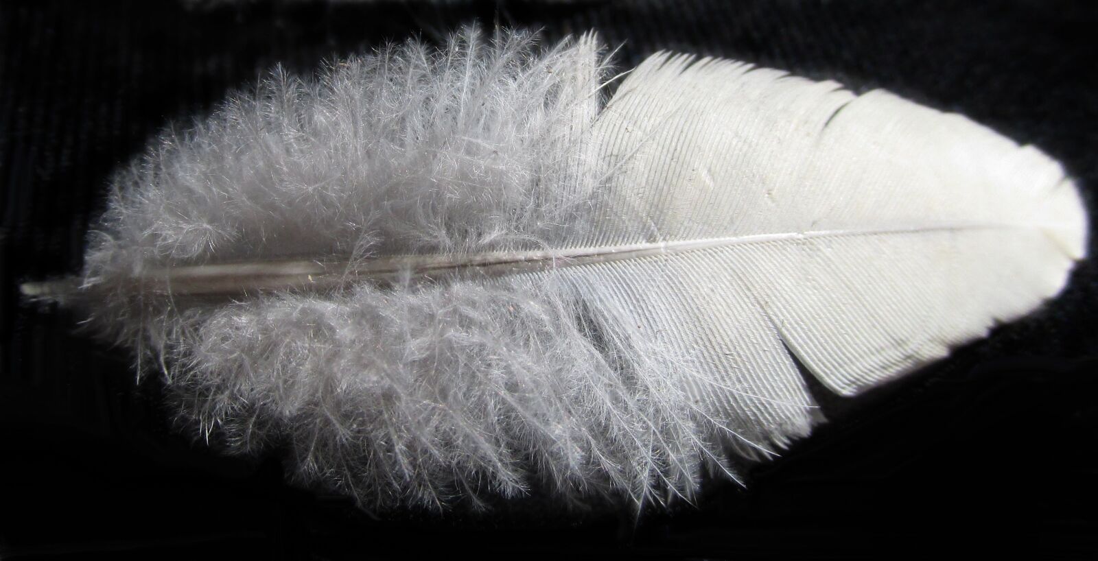 Canon PowerShot SX170 IS sample photo. Downy, white, feather photography