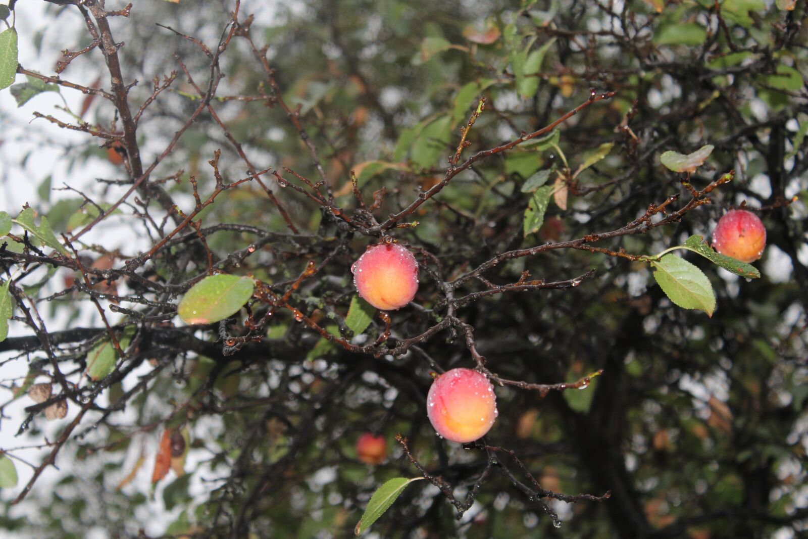 Canon EOS 600D (Rebel EOS T3i / EOS Kiss X5) sample photo. Erik, fruit, rain photography