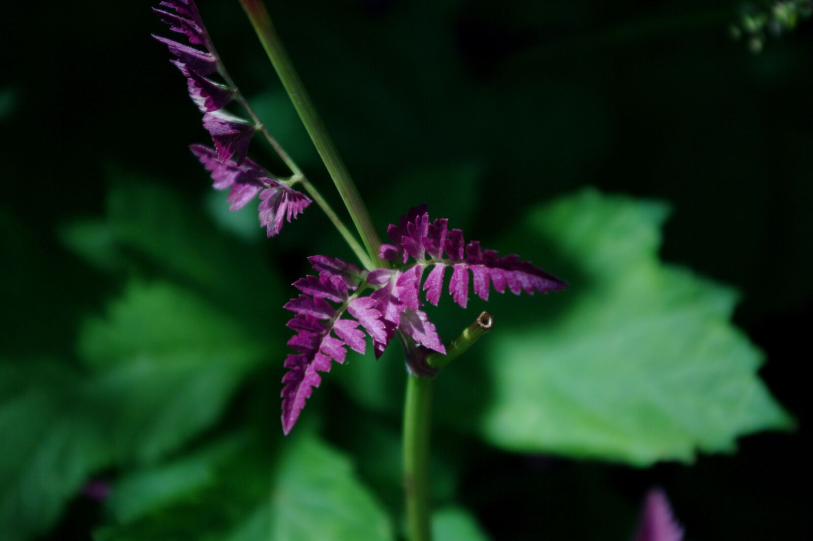 Pentax K20D sample photo. Leaves, nature, flower photography