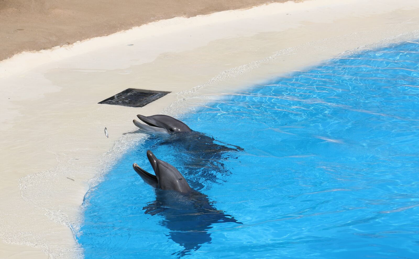 Canon EOS 7D Mark II sample photo. Dolphins, pool, dolphinarium photography