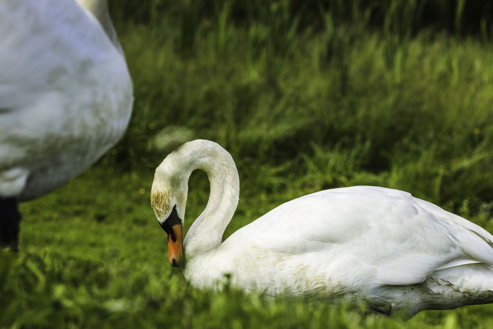 Canon EOS R + Canon EF 135mm F2L USM sample photo. Swan, bird, animal photography