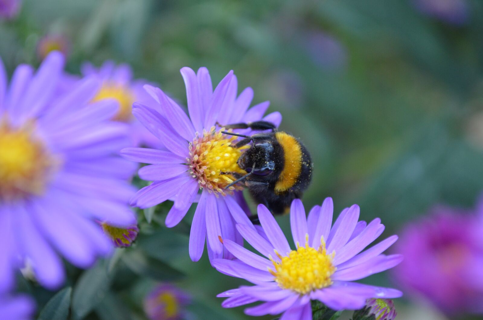 Nikon D5100 sample photo. Nature, flower, insect photography