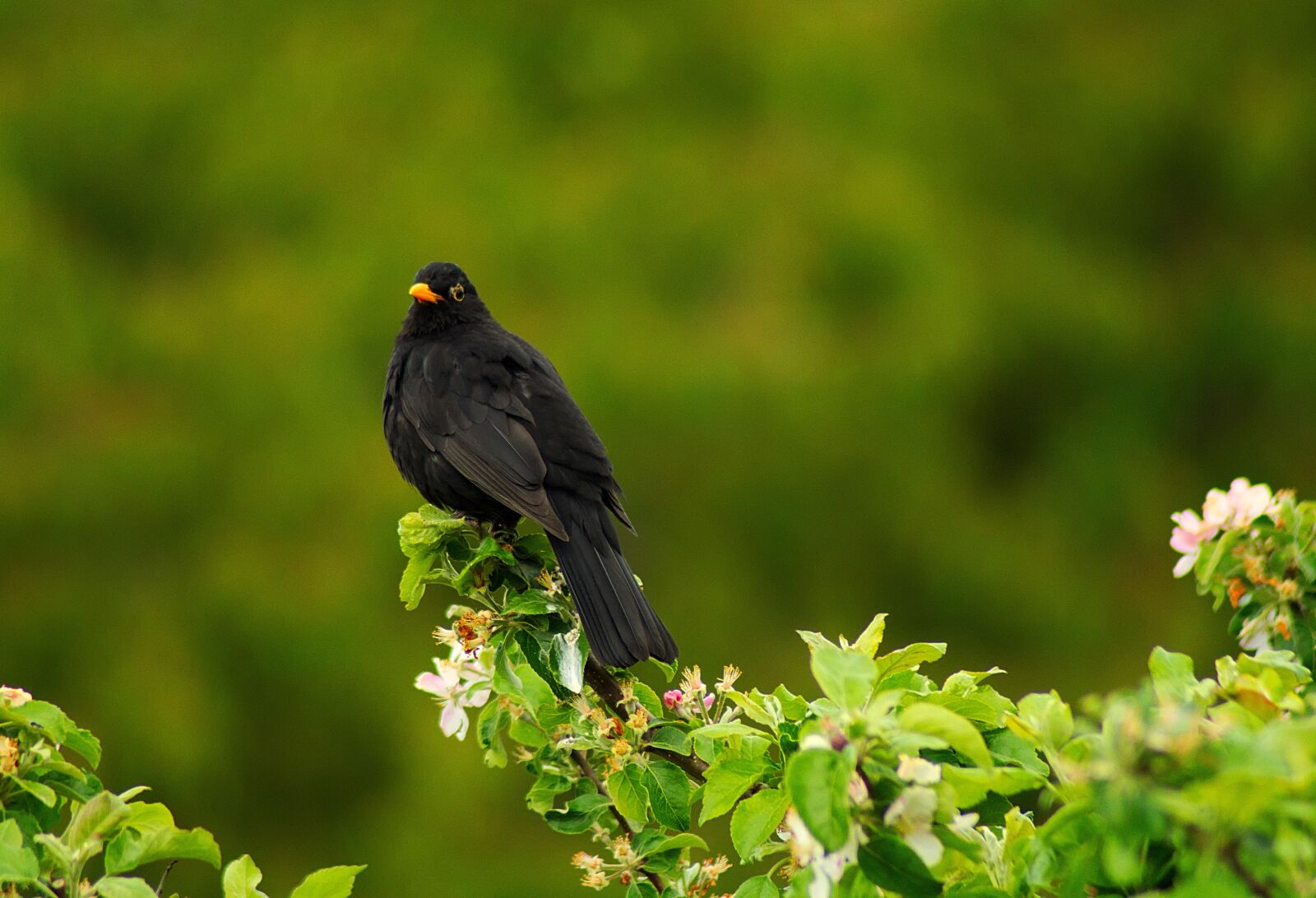 Nikon D7200 sample photo. Star, bird, songbird photography