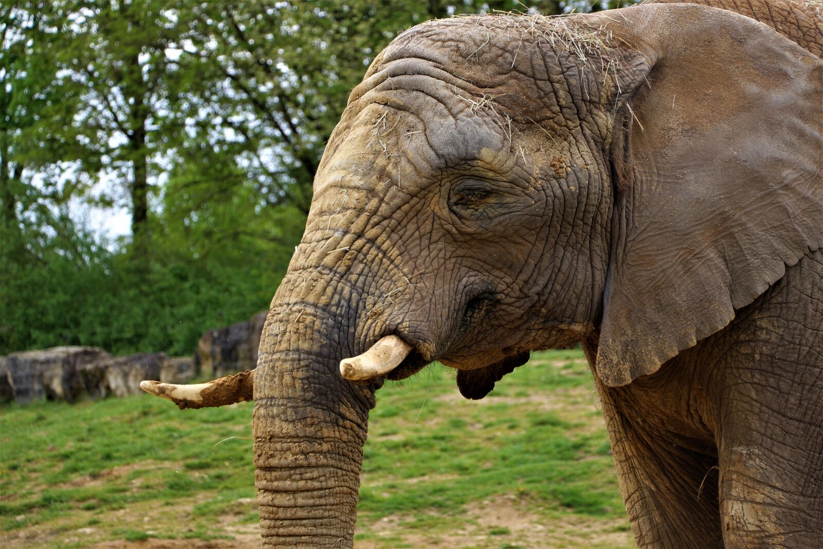 Canon EOS 700D (EOS Rebel T5i / EOS Kiss X7i) sample photo. Elephant, zoo, beauval photography