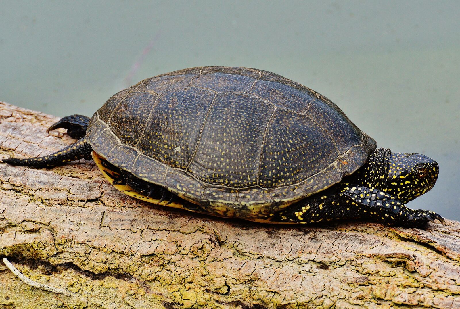 Nikon D3200 sample photo. Turtle, animal, reptile photography
